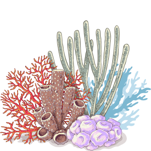 coral