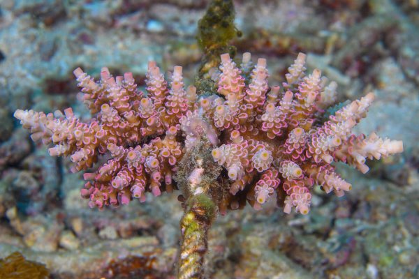 coral