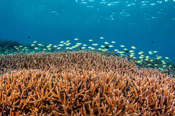 coral with fish