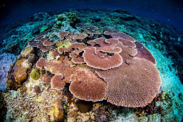 picture of coral